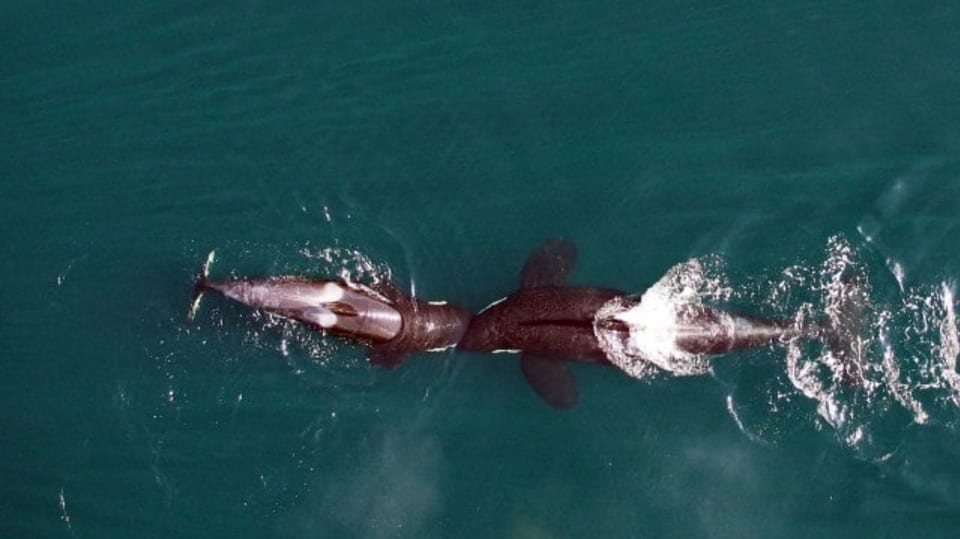 Kosatky nafilmované dronem